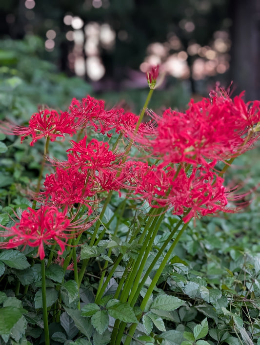 季節のお供え花